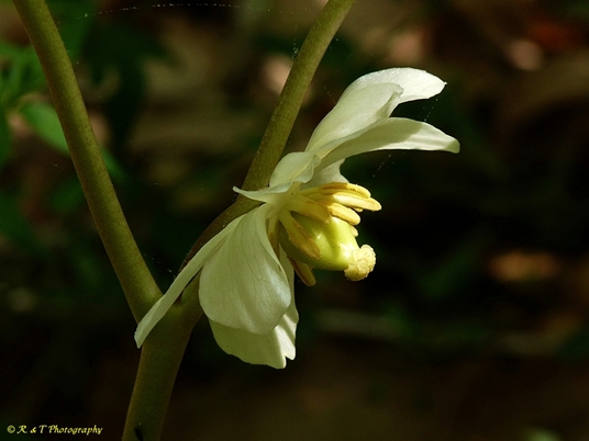 {Podophyllum peltatum}